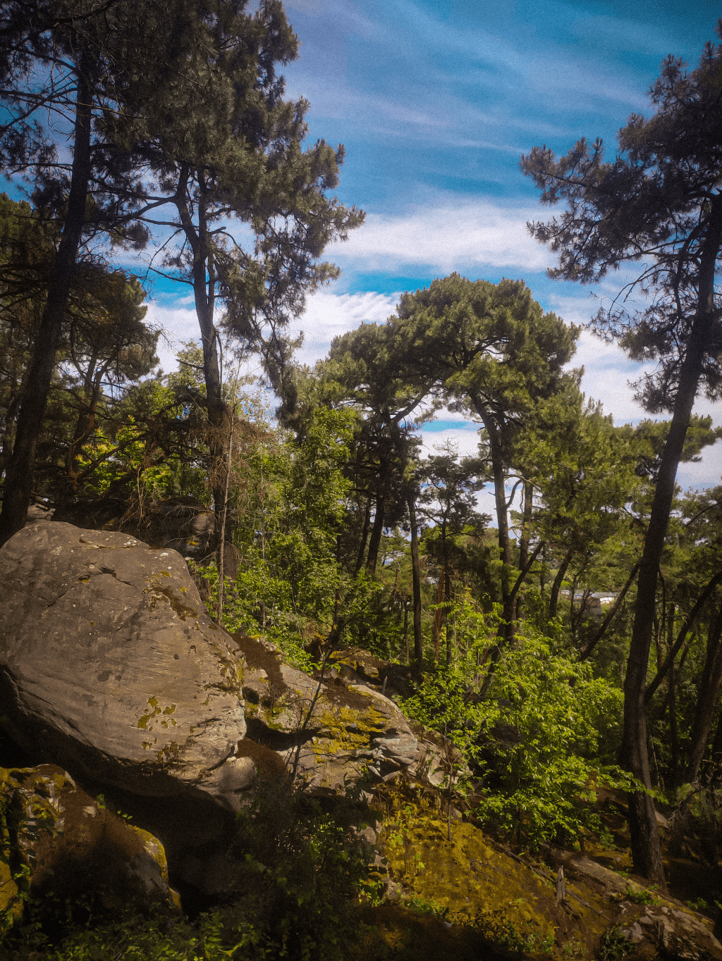 Picture of a forest with a rock